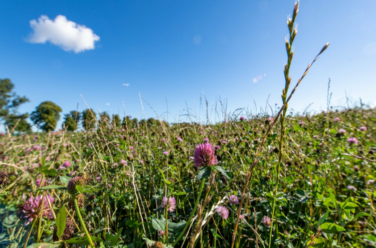 Bienenpatenschaft