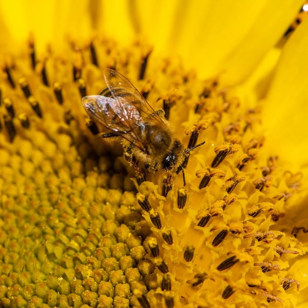 Bienenweide und Bienenhonig