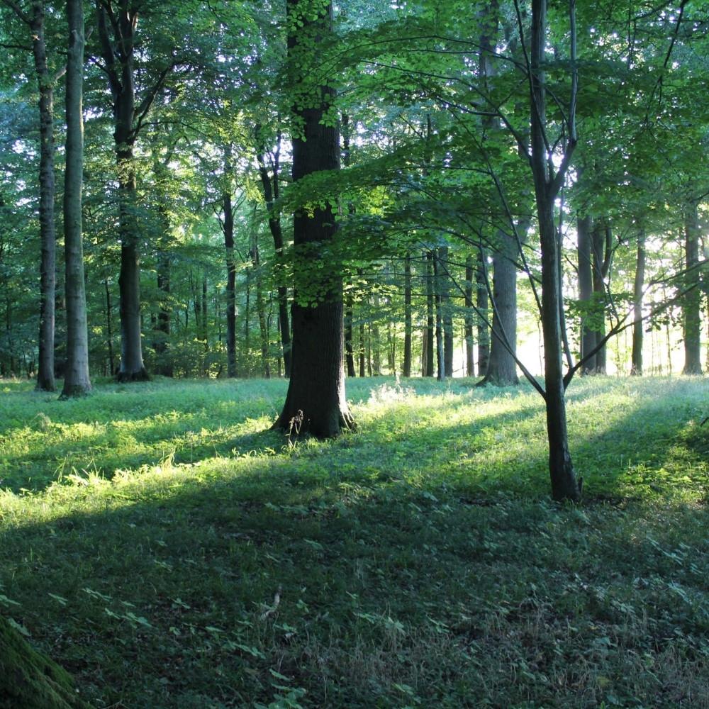 Waldbaden im Drülter Forst